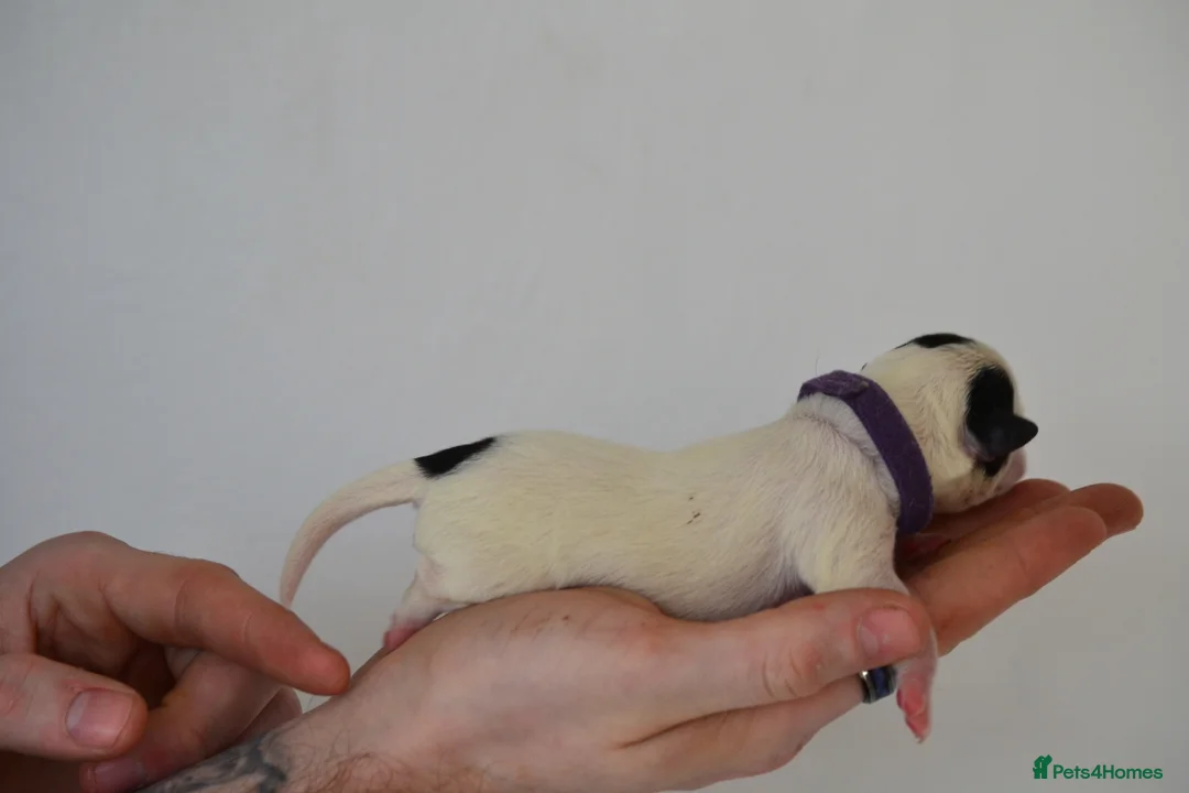 Jack Russell dogs for sale: Traditional Jack Russell  - Advert 19