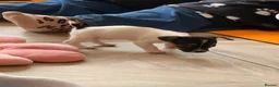 Jack Russell dogs for sale: Traditional Jack Russell Puppies  - Advert 3