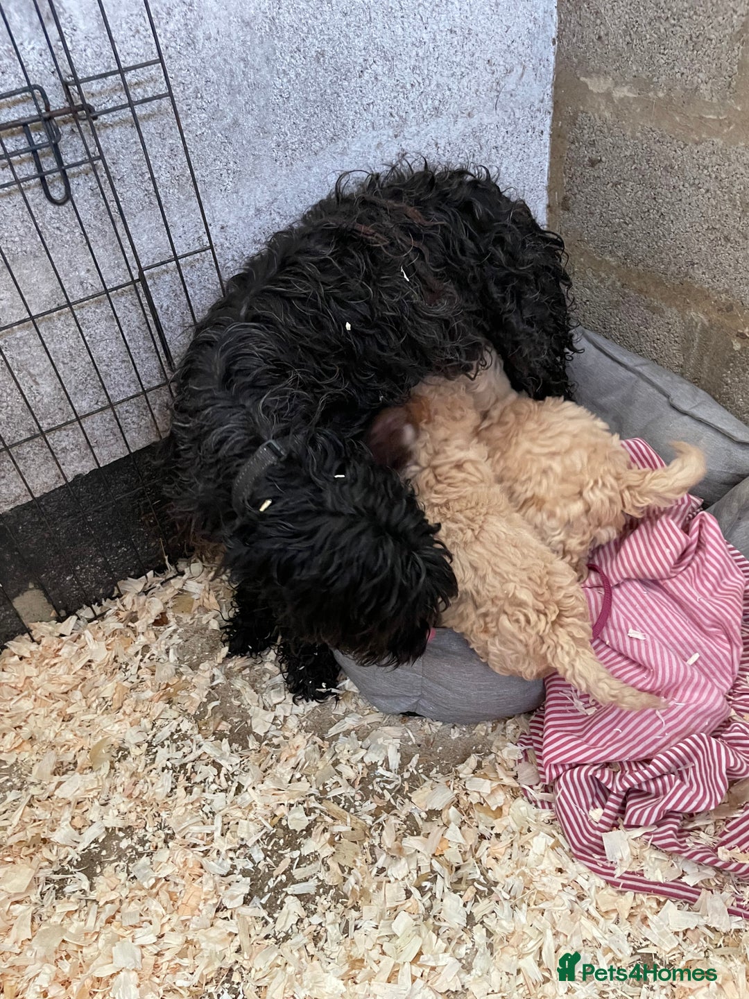 Cockapoo dogs for sale: 3 gorgeous boys ready for their homes    - Advert 2