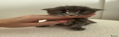 Maine Coon 4