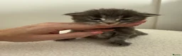 Maine Coon cats for sale: Beautiful Maine Coon kittens purebred  - Advert 7