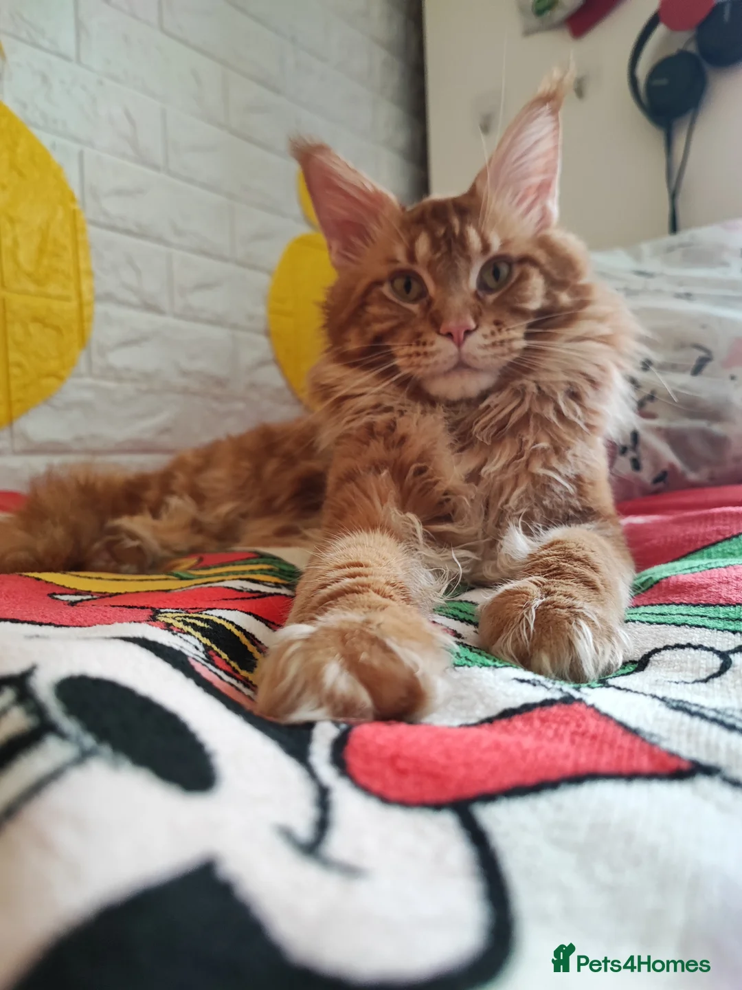 Maine Coon cats for stud: 🐾👑 XXL Vito — 12kg of Maine Coon Majesty 👑🐾 - Advert 2