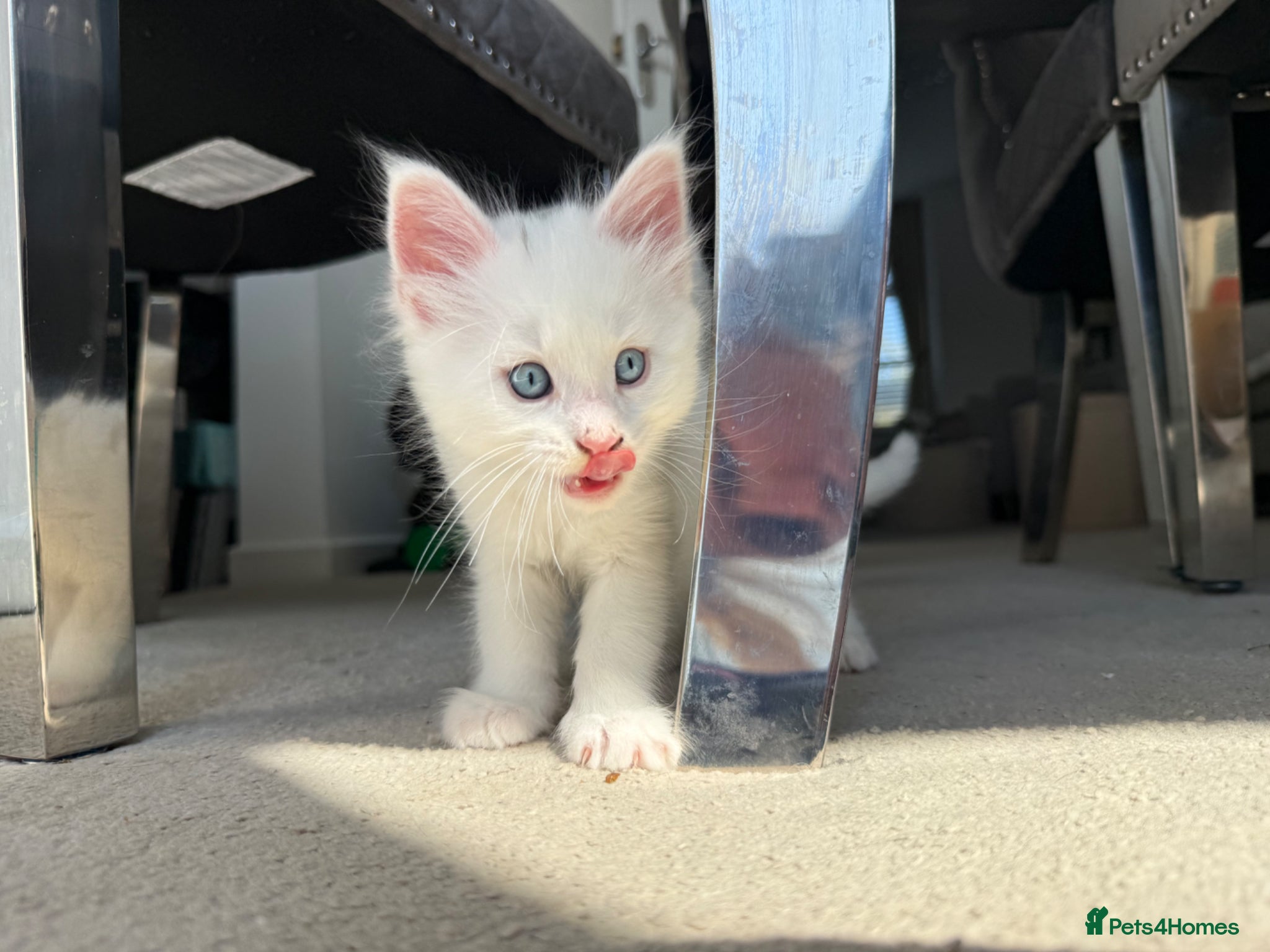 Maine Coon cats Ready now! Maine Coons for sale, Some Polydactyl  - Advert 5