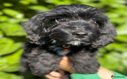 Cockapoo dogs for sale: Stunning Cockerpoo Puppies - Image 15