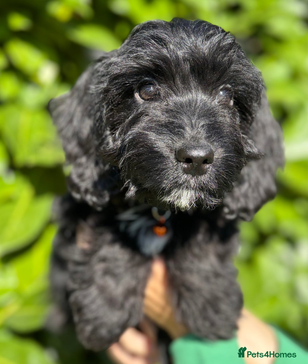 Cockapoo dogs for sale: Stunning Cockerpoo Puppies - Image 15