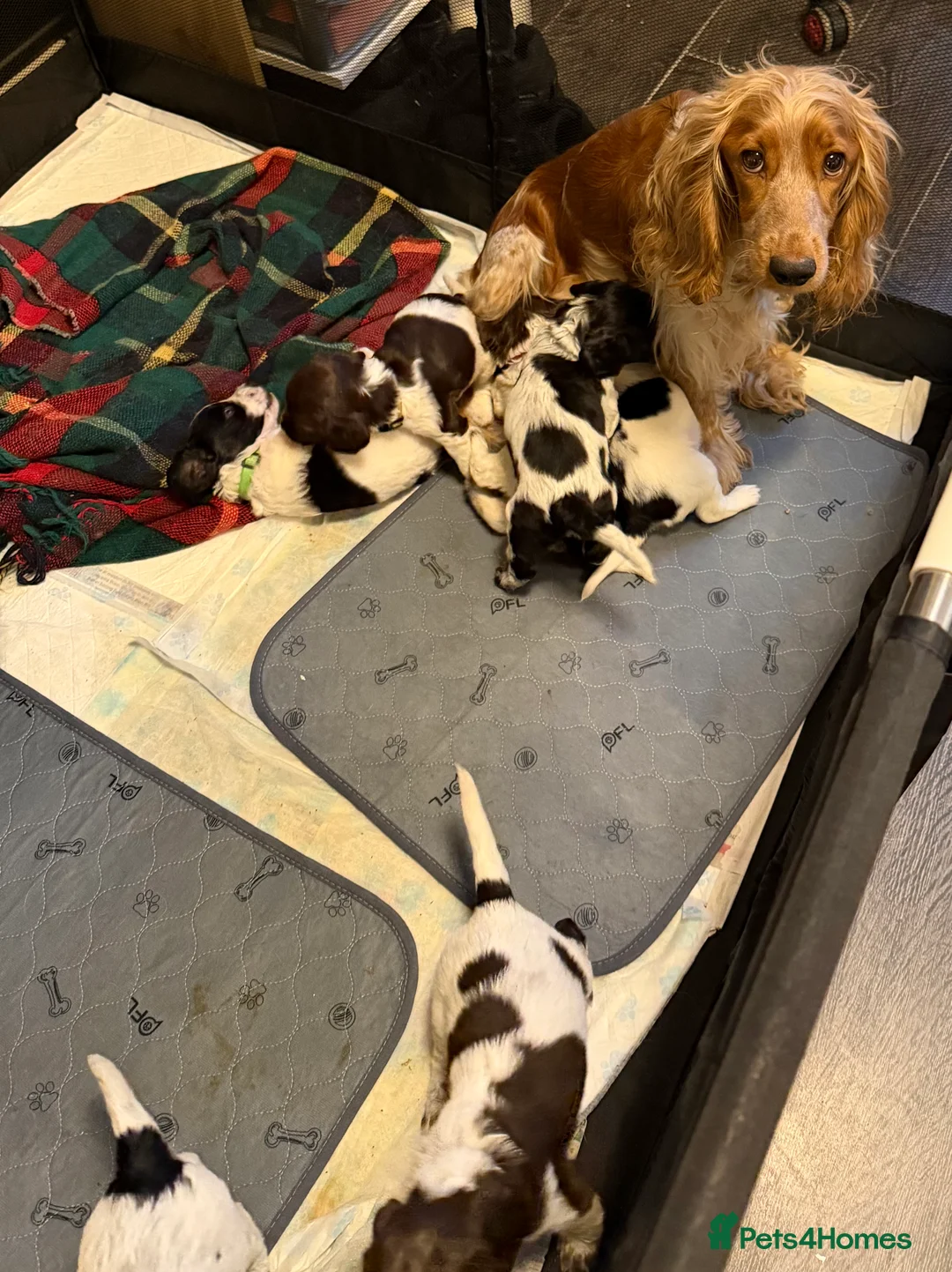 Mixed Breed dogs for sale: Sprocker puppies  - Advert 13