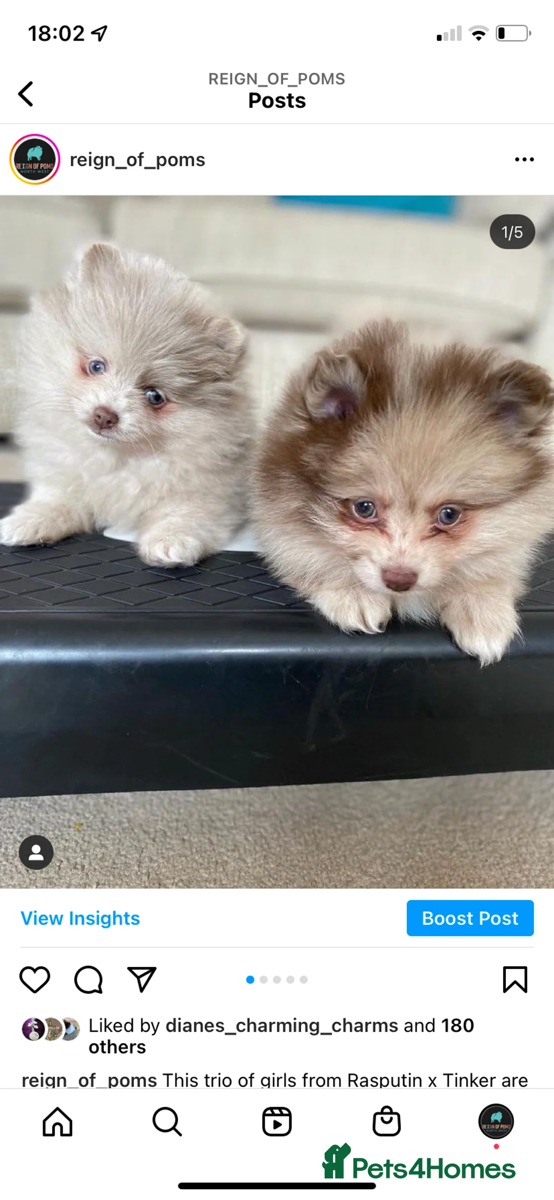 Pomeranian dogs for stud: Chocolate Stud Kc Registered ,Embark tested in Runcorn - Advert 16