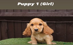 Cocker Spaniel dogs for sale: Exceptional litter of show type cocker spaniels - Image 2