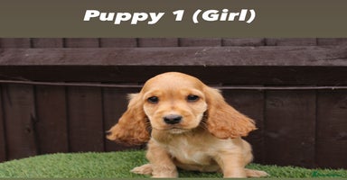 Cocker Spaniel dogs - Advert 15