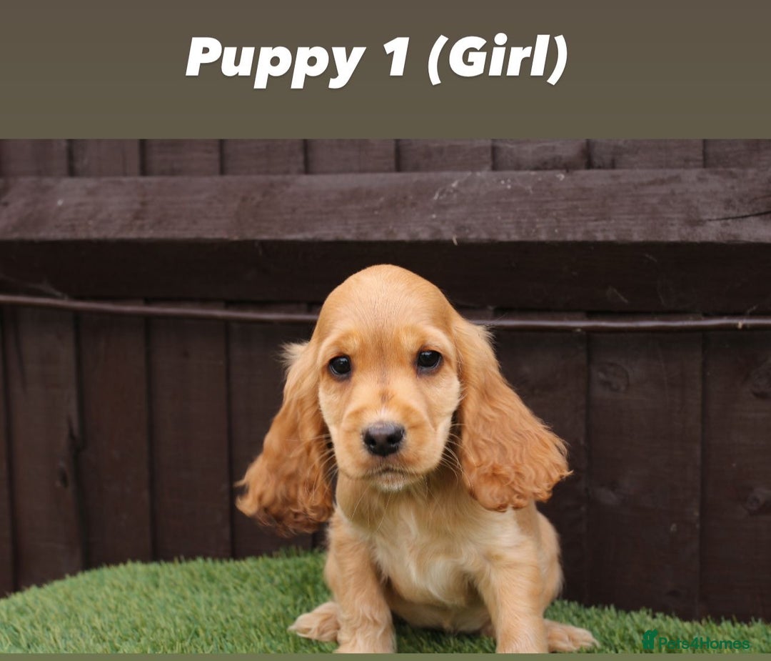 Cocker Spaniel dogs for sale: Exceptional litter of show type cocker spaniels - Image 2