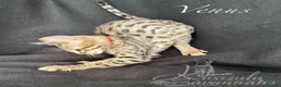 Savannah cats for sale: Excellent Quality Tica Registered Purebred kittens - Advert 8