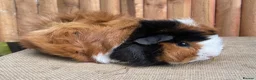 Guinea Pig rodents for sale: Gorgeous Funky Baby sow - Advert 2