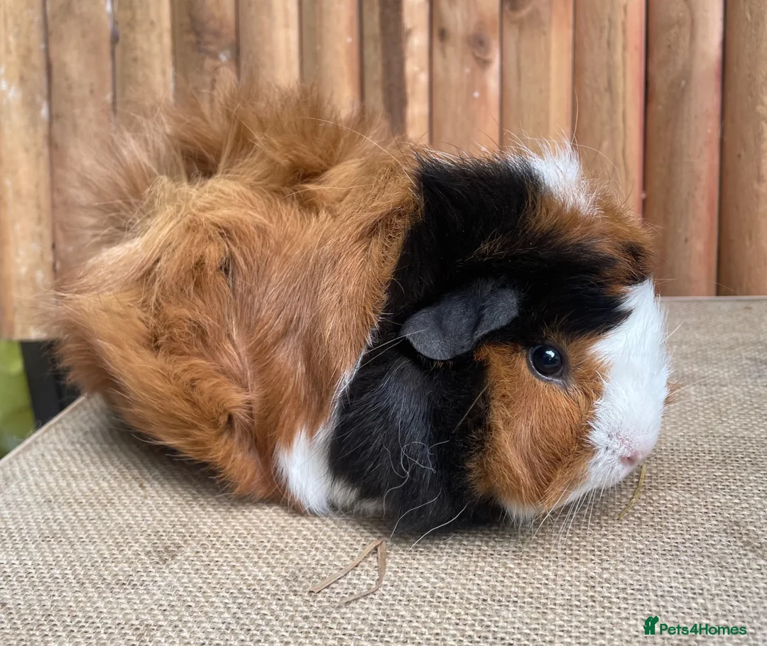 Guinea Pig rodents for sale: Gorgeous Funky Baby sow - Advert 2