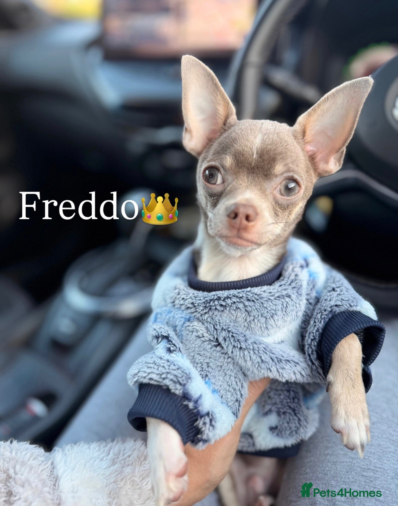 Chihuahua dogs ILOVE: Freddo – KC Registered Lilac Chihuahua Stud - Advert 6