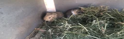 Guinea Pig rodents for sale: Baby Guinee pigs and Adult Male - Advert 6