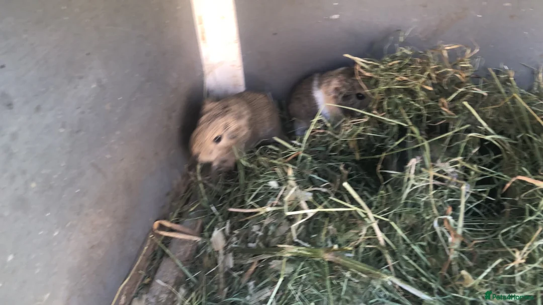 Guinea Pig rodents for sale: Baby Guinee pigs and Adult Male - Advert 6