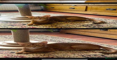 Abyssinian cats - Advert 9