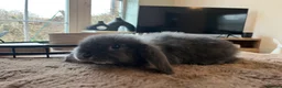 Mini Lop rabbits for sale: Blue Otter Mini Lop Boy  - Advert 4