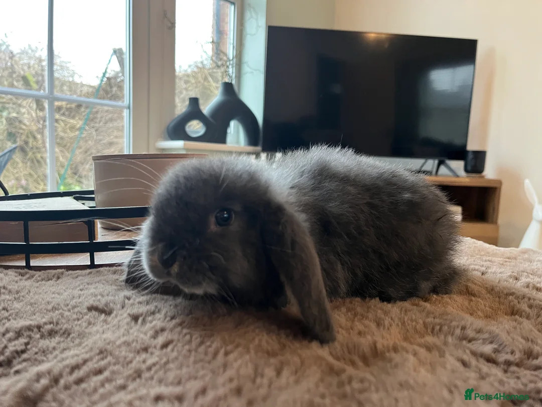 Mini Lop rabbits for sale: Blue Otter Mini Lop Boy  - Advert 4