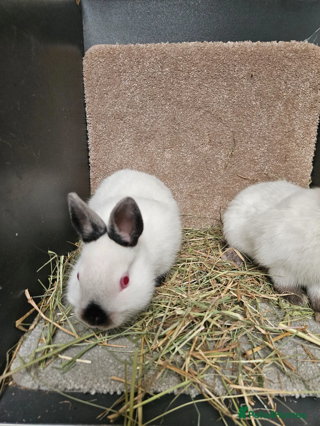 Netherland Dwarf rabbits for sale: Pure bred Himalayan Dwarfs - Advert 8