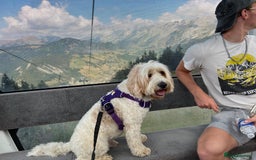 Australian Labradoodle dogs for stud: Proven extensively health tested gorgeous stud - Image 12