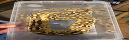 Mixed Breed reptiles for sale: Various snakes for sale  - Advert 3