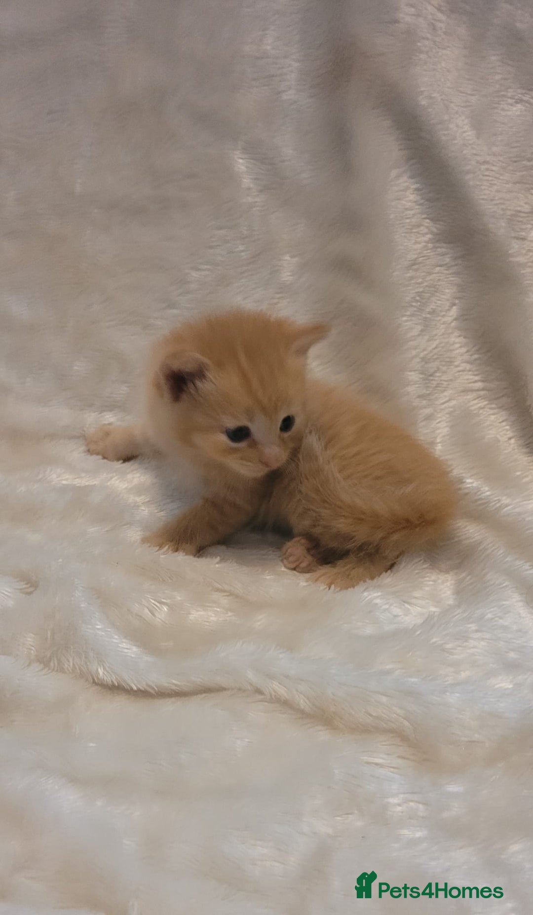 Mixed Breed cats for sale: Gorgeous kittens for sale 😍 💙 ❤️  - Image 6