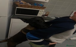 Belgian Shepherd Dog dogs for sale: Arabella - Image 3