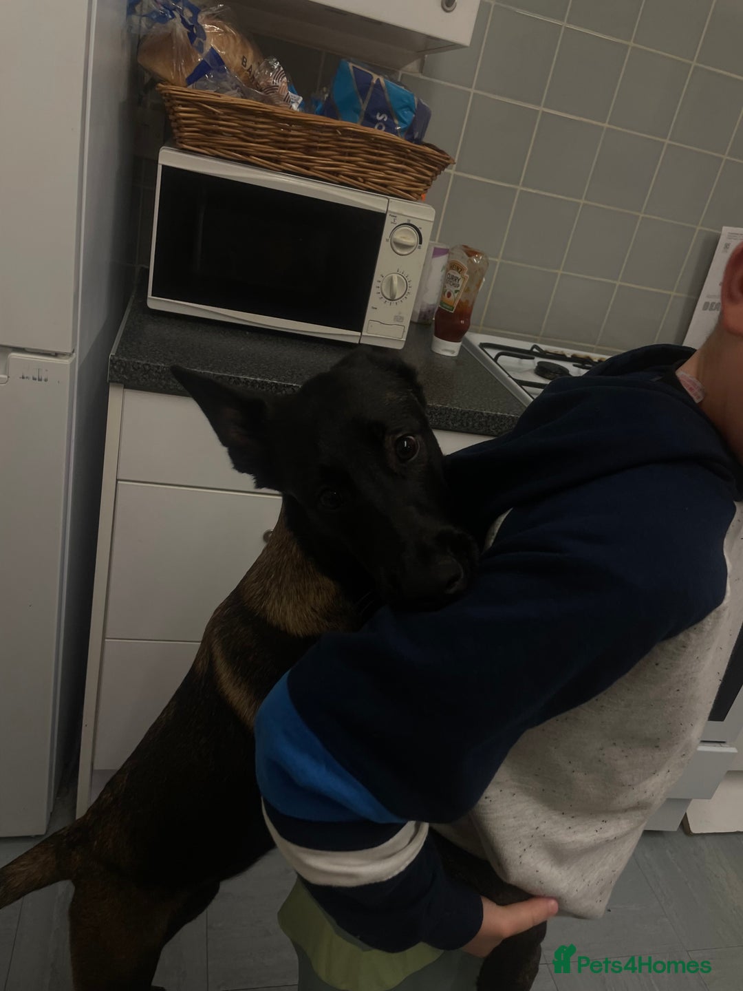 Belgian Shepherd Dog dogs for sale: Arabella - Image 3