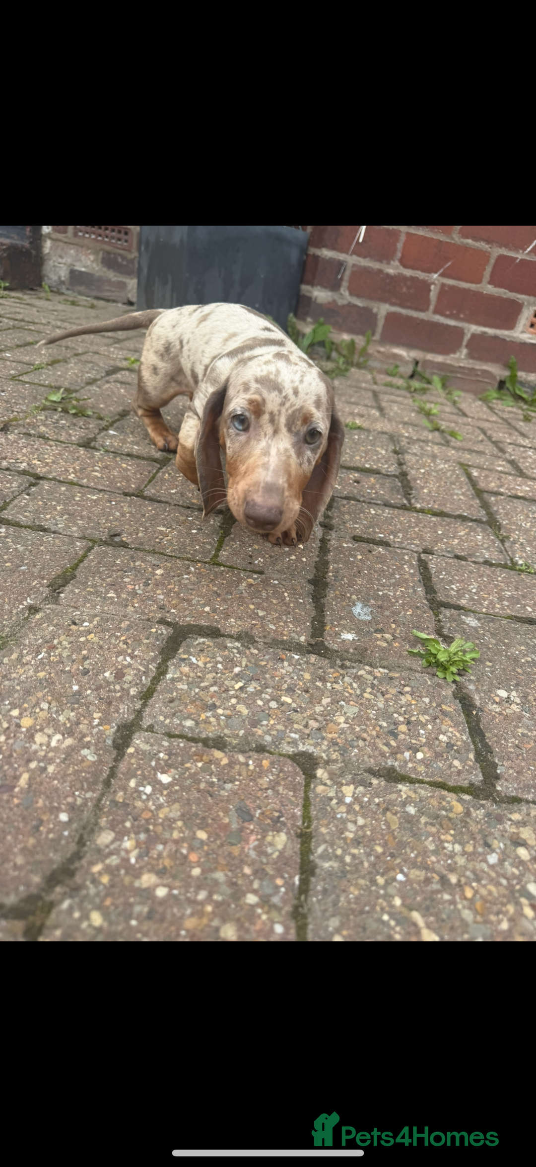 Miniature Dachshund dogs for sale: Miniture dachunds male - Image 1