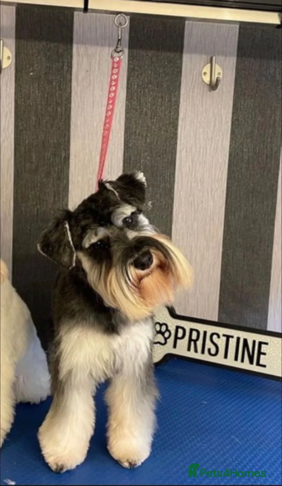 Miniature Schnauzer dogs for sale: 6 beautiful mini schnauzer for sale  - Advert 14