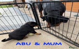Rottweiler dogs for sale: Family bred and loved Rottweiller puppies - Image 30