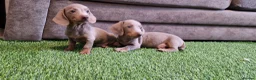 Miniature Dachshund dogs for sale: MINIATURE DACHSHUNDS PUPPIES  - Advert 15