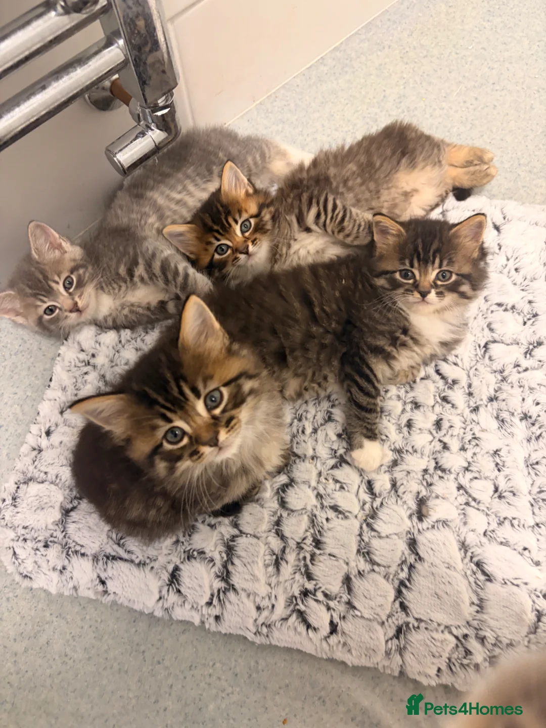 Mixed Breed cats for sale: half mainecoon half bengal kittens in Camberley - Advert 2