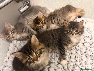 Mixed Breed cats half mainecoon half bengal kittens - Advert 18