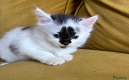 Mixed Breed cats for sale: Last Beautiful Kitten looking for a new home - Image 16