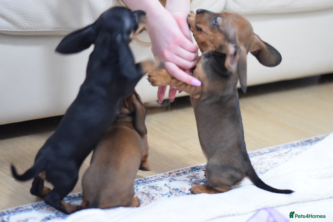 Miniature Dachshund dogs for sale: 🌟Gorgeous Miniature Dachshunds🌟 - Advert 5