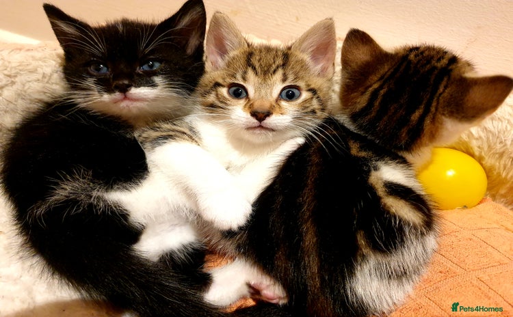 Mixed Breed cats - Advert 3