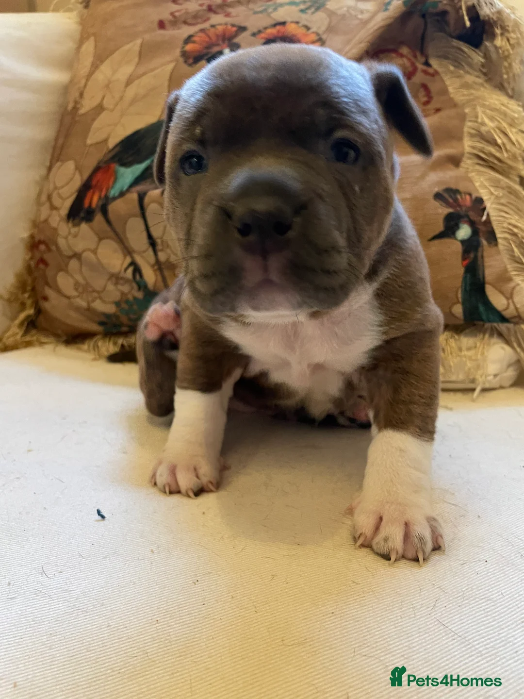 American Bully dogs for sale: ⭐️ 3/4 stunning Pocket bullys mix of colours ⭐️ - Advert 14