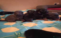 German Shepherd dogs for sale: German Shepherd puppies - Image 6