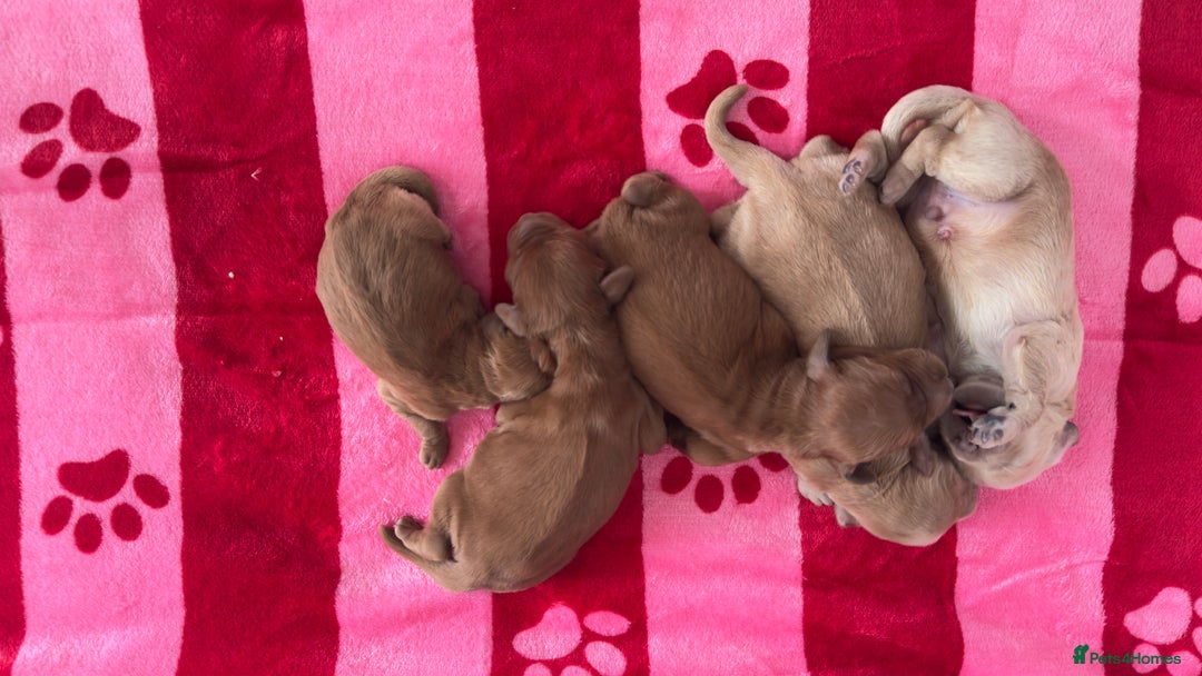 Goldendoodle dogs for sale: Golden doodle puppy’s for sale  - Advert 16