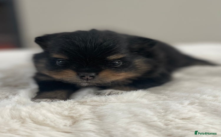 Pomeranian dogs - Advert 1