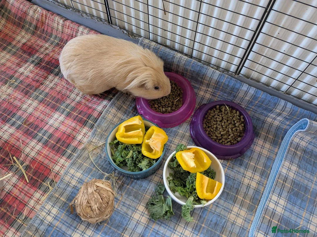 Guinea Pig rodents for sale: Pair of Male Guinea Pigs for Sale - Advert 8
