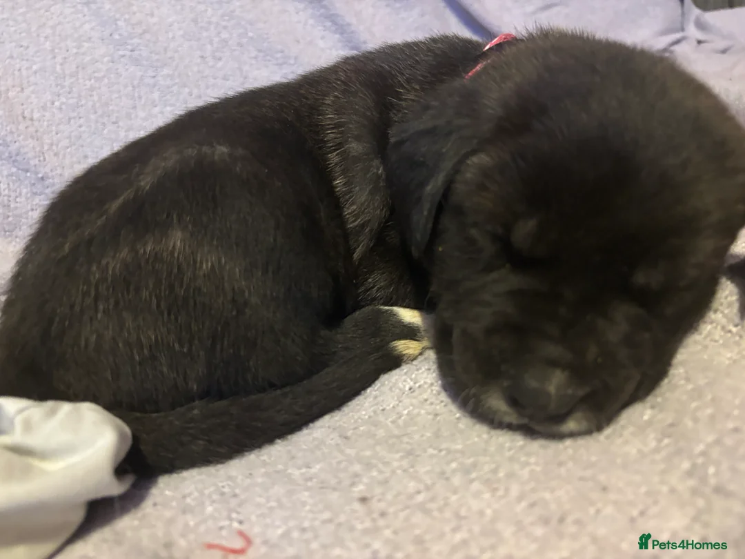 Mixed Breed dogs for sale: 10 beautiful puppies canecorso X huskyakita - Advert 4