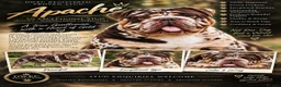 Olde English Bulldogge dogs for sale: GORGEOUS OLDE ENGLISH BULLDOGGE PUPPIES - Advert 3