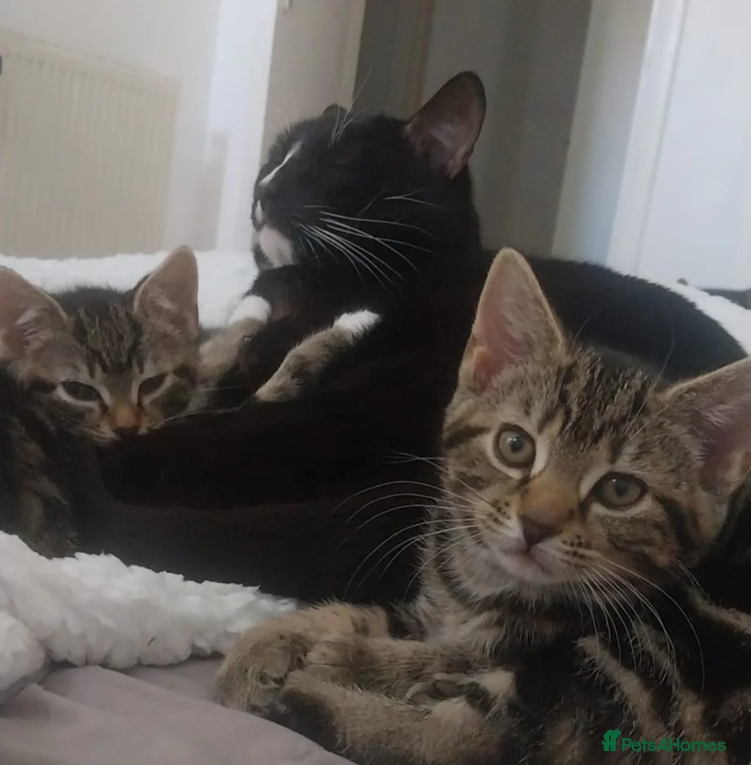 Mixed Breed cats for sale: Adorable kittens looking for loving home  - Advert 14