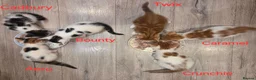 Mixed Breed cats for sale: 6 Beautiful Kittens available - Advert 2