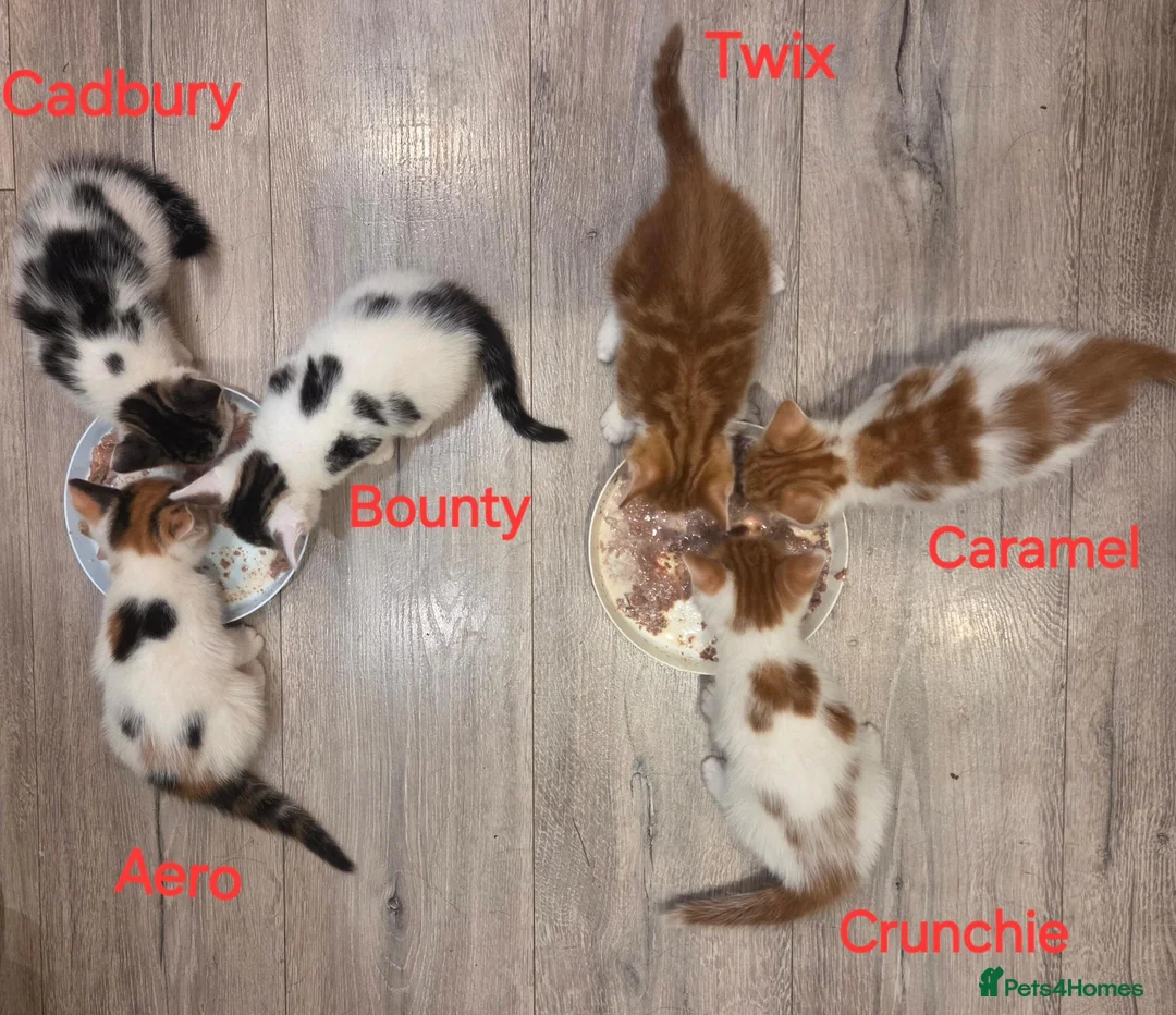 Mixed Breed cats for sale: 6 Beautiful Kittens available - Advert 2