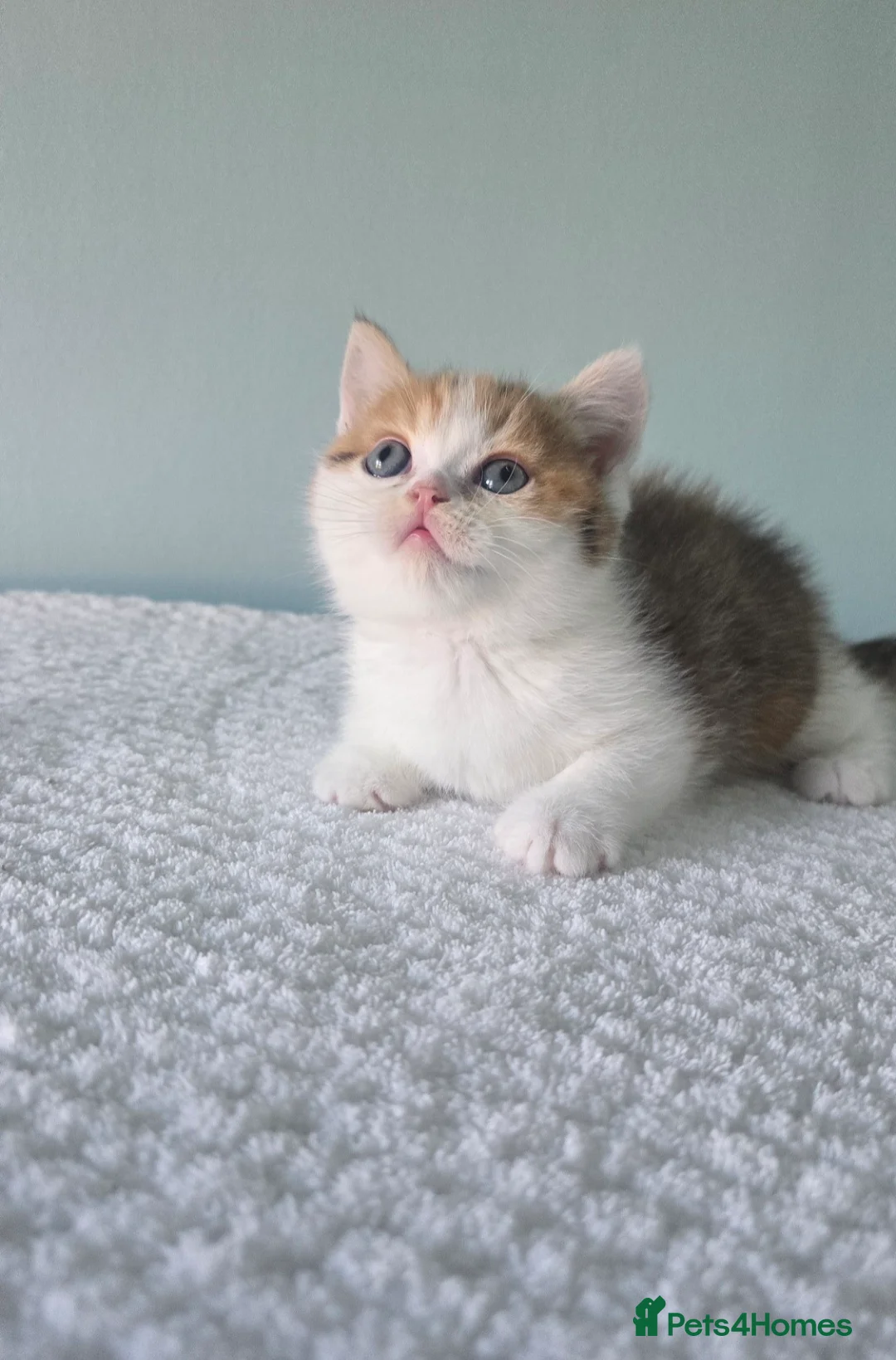 Devon Rex cats for sale: Devon rex f1 (devon rex x Britishshorthair  - Advert 16