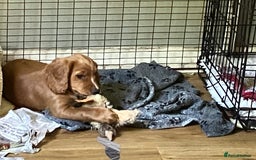 Cocker Spaniel dogs for sale: Cracking working cocker puppy - Image 5